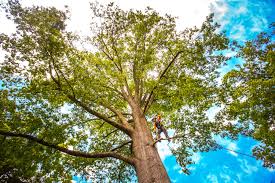 Best Tree Risk Assessment  in Mitchell, IN