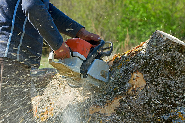 How Our Tree Care Process Works  in  Mitchell, IN